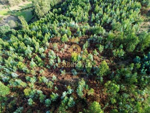 Terreno Rústico  Venda em São Roque,Oliveira de Azeméis