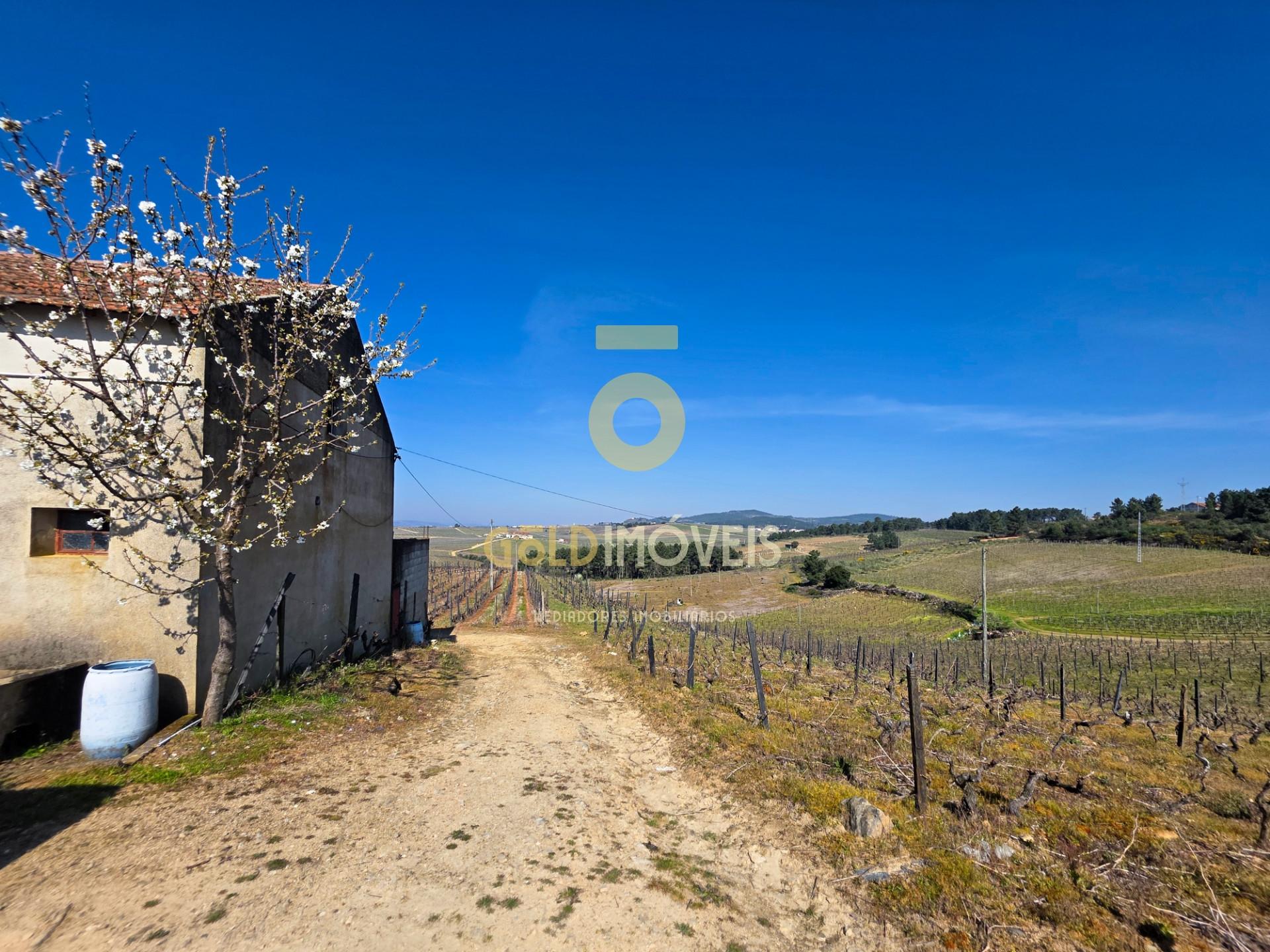 Quinta  Venda em Castedo e Cotas,Alijó