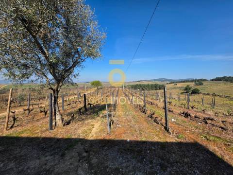 Quinta  Venda em Castedo e Cotas,Alijó