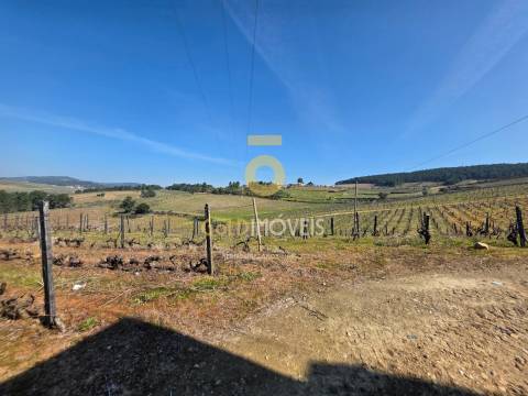 Quinta  Venda em Castedo e Cotas,Alijó