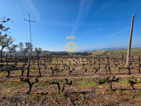 Quinta  Venda em Castedo e Cotas,Alijó