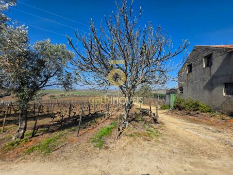 Quinta  Venda em Castedo e Cotas,Alijó
