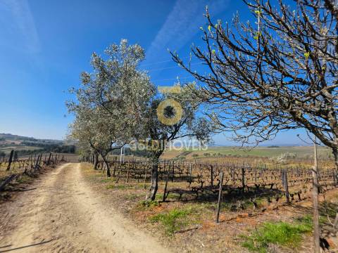 Quinta  Venda em Castedo e Cotas,Alijó