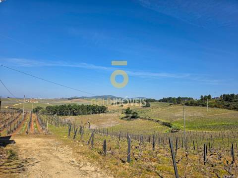 Quinta  Venda em Castedo e Cotas,Alijó