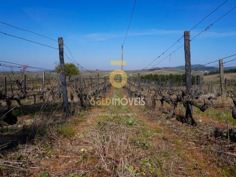 Quinta  Venda em Castedo e Cotas,Alijó