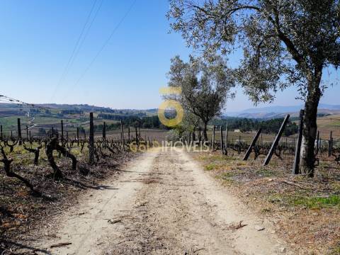 Quinta  Venda em Castedo e Cotas,Alijó