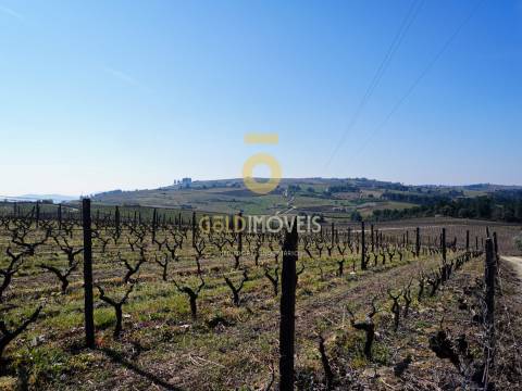 Quinta  Venda em Castedo e Cotas,Alijó