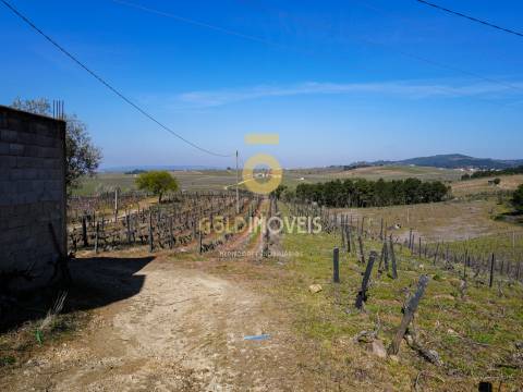 Quinta  Venda em Castedo e Cotas,Alijó