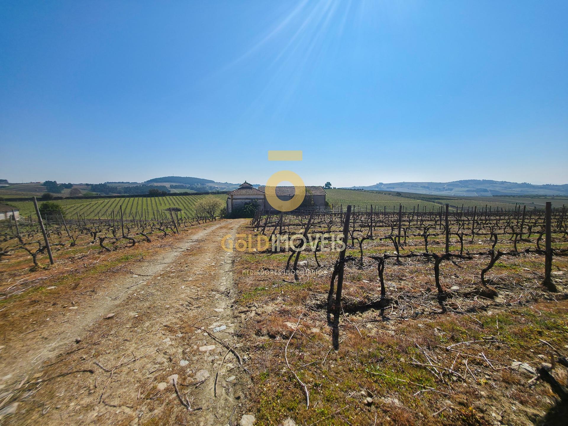 Quinta  Venda em Alijó,Alijó