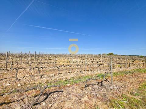 Quinta  Venda em Alijó,Alijó