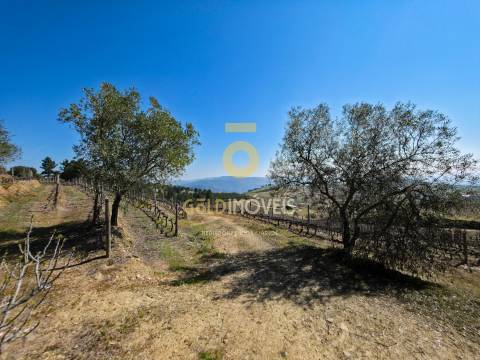 Quinta  Venda em São Mamede de Ribatua,Alijó