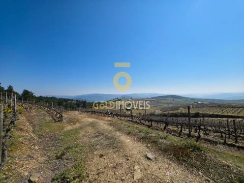 Quinta  Venda em São Mamede de Ribatua,Alijó