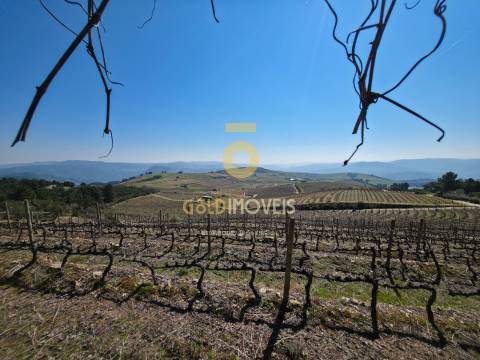 Quinta  Venda em São Mamede de Ribatua,Alijó