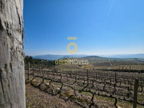 Quinta  Venda em São Mamede de Ribatua,Alijó