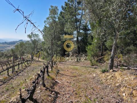 Quinta  Venda em São Mamede de Ribatua,Alijó