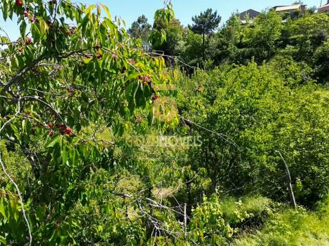 Terreno Rústico  Arrendamento em Santiago de Piães,Cinfães