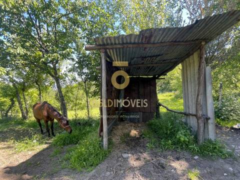 Terreno Rústico  Venda em Santiago de Piães,Cinfães