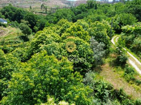 Moradia Devoluta T2 Venda em Real,Castelo de Paiva