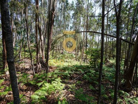 Terreno Rústico  Venda em Sobrado e Bairros,Castelo de Paiva