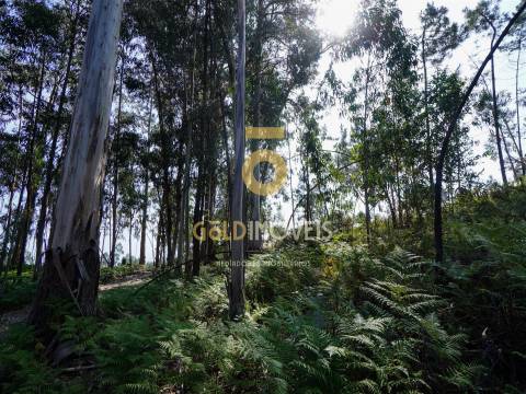 Terreno Rústico  Venda em Sobrado e Bairros,Castelo de Paiva