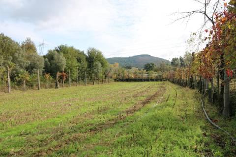 Terreno Rústico  Venda em Monsul,Póvoa de Lanhoso