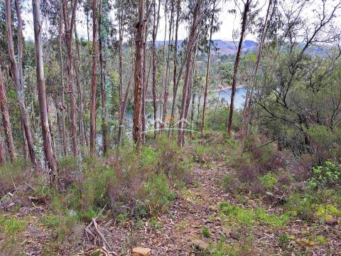 Terreno Rústico  Venda em Olalhas,Tomar