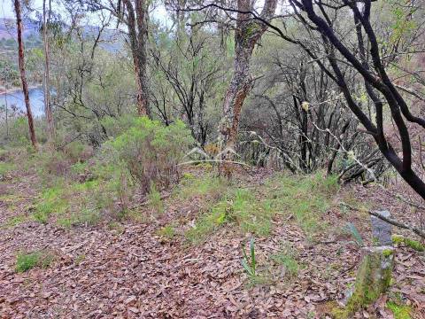 Terreno Rústico  Venda em Olalhas,Tomar