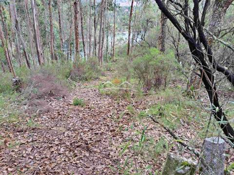 Terreno Rústico  Venda em Olalhas,Tomar