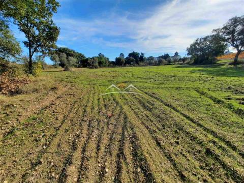 Moradia para Restaurar T3 Venda em São Pedro de Tomar,Tomar