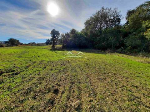 Moradia para Restaurar T3 Venda em São Pedro de Tomar,Tomar