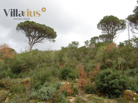 Terreno perto de Tomar