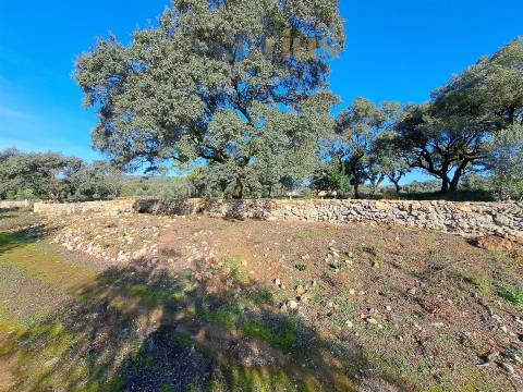 Terreno Plano com Viabilidade de Construção