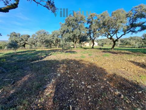 Terreno Plano com Viabilidade de Construção