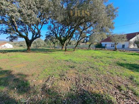 Terreno Plano com Viabilidade de Construção