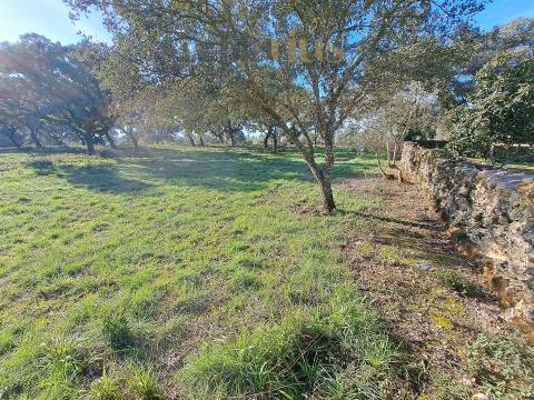Terreno Plano com Viabilidade de Construção