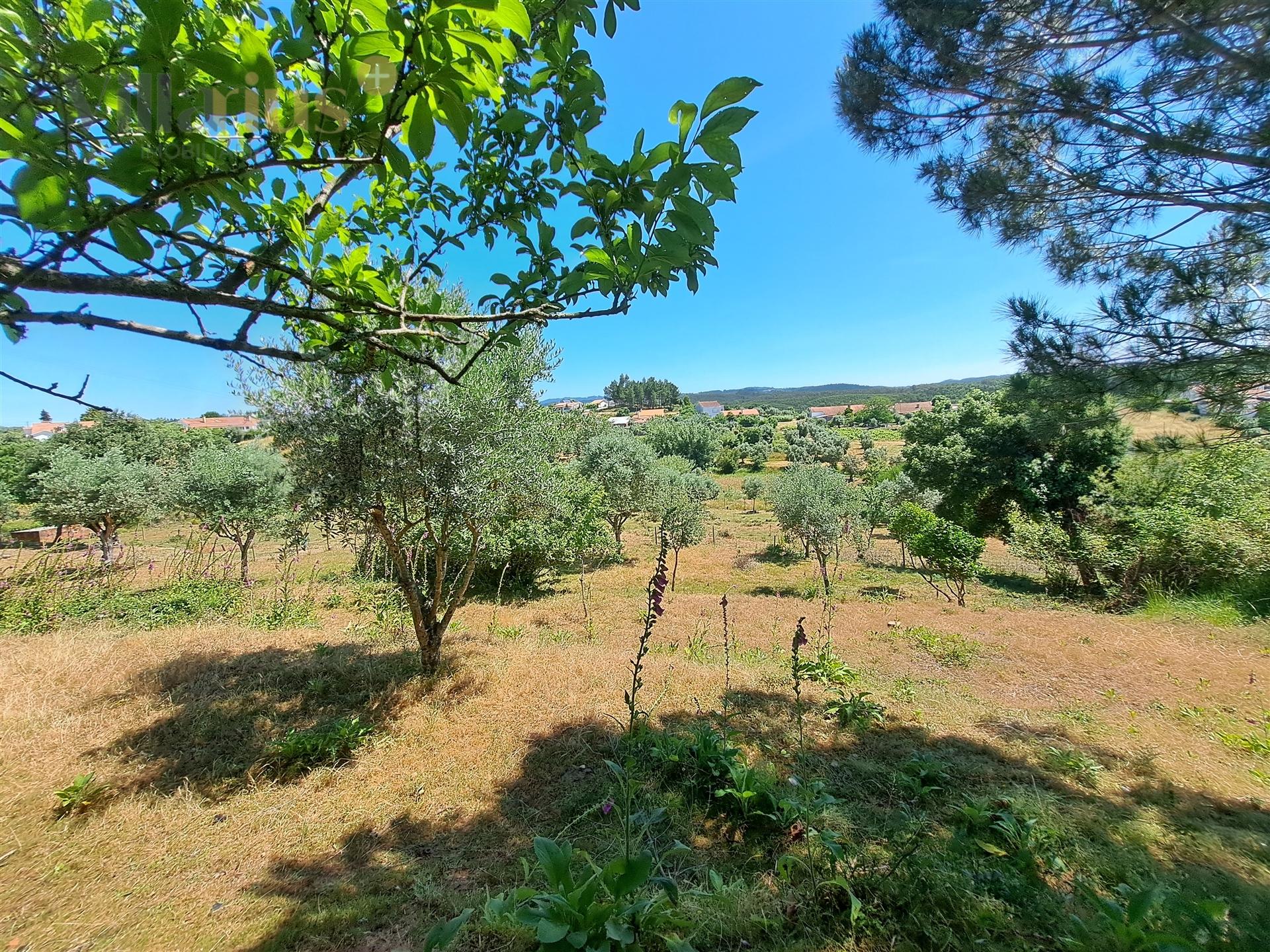 Terreno Urbano com Vista e Acesso Rápido a Tomar &#124; Villarius Imobiliária