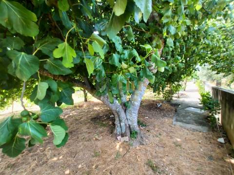 Moradia T2 com Piscina, Pomar e Garagens Duplas a 5 Minutos de Tomar &#124; Villarius