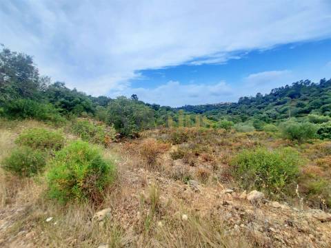 Terreno rústico 23.680 m² para investimento agrícola em Casais — Tomar &#124; Villarius