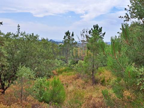 Terreno rústico 23.680 m² para investimento agrícola em Casais — Tomar &#124; Villarius