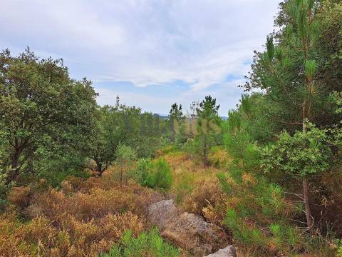 Terreno rústico 23.680 m² para investimento agrícola em Casais — Tomar &#124; Villarius