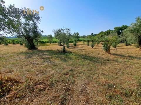 Terreno 11.460 m² com Projeto Aprovado — Tomar