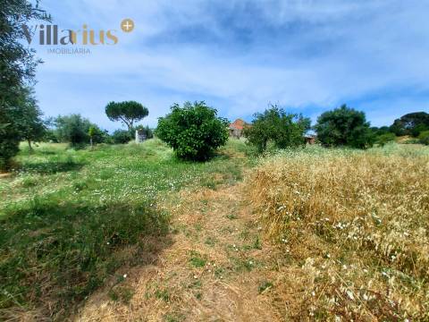 Moradia com terreno em Tomar — 13.800 m² e pomar