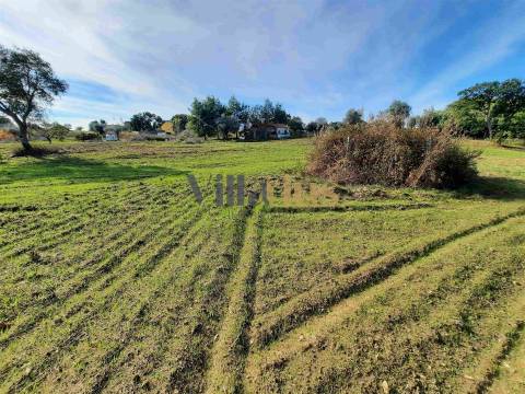 Terreno com 15.100 m², Moradia em Ruína e Viabilidade para Segunda Construção — A 5 min de Tomar