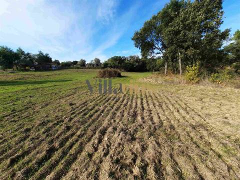 Terreno com 15.100 m², Moradia em Ruína e Viabilidade para Segunda Construção — A 5 min de Tomar