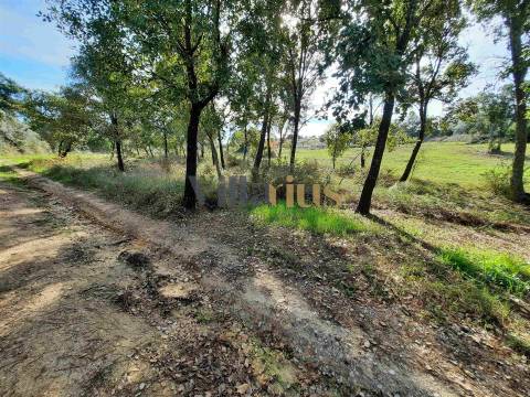 Terreno com 15.100 m², Moradia em Ruína e Viabilidade para Segunda Construção — A 5 min de Tomar