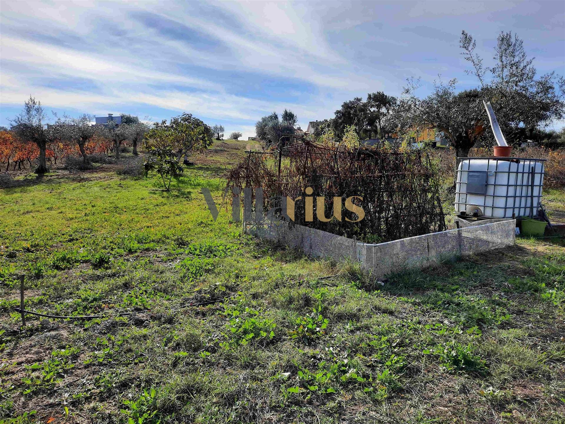 Terreno com 15.100 m², Moradia em Ruína e Viabilidade para Segunda Construção — A 5 min de Tomar