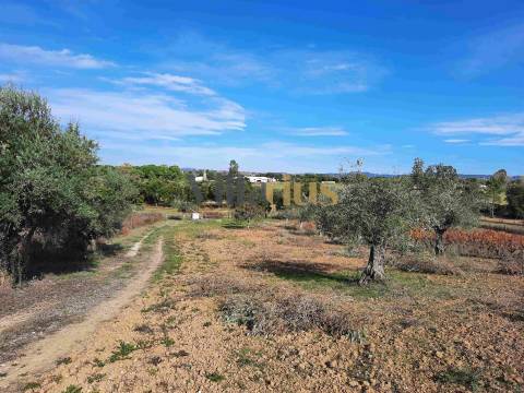 Terreno com 15.100 m², Moradia em Ruína e Viabilidade para Segunda Construção — A 5 min de Tomar
