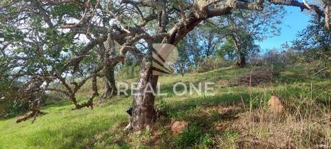 Terreno rústico com 4.555 m2 com armazém