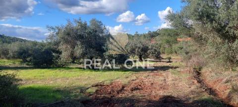 Terreno rústico com 4.555 m2 com armazém