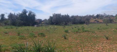 Terreno em Albufeira com 21.790 m2